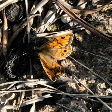 Mariposa pedregosa