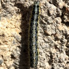 Gusano de la mariposa de la col