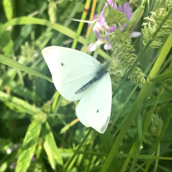 Mariposa de la col