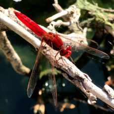 Scarlet Dragonfly