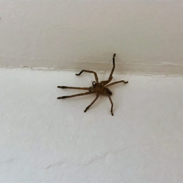 Araña común