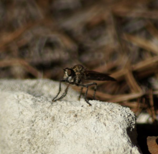 Mosca asesina