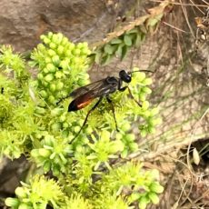 Podalonia hirsuta